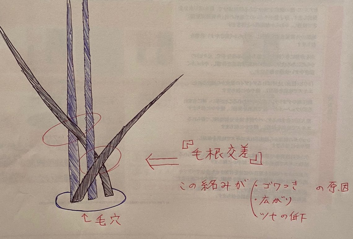 髪の毛のツヤ感 まとまりが劇的に改善する頭皮専用ブラシ 恵比寿の美容室 美容院 Nove Lina オフィシャルホームページ